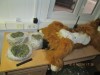 В Крым привезли нафаршированного наркотиками льва (фото)