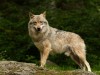 Крымский заповедник хочет убивать волков