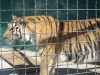 Зубков собирается подключить людей Путина к решению вопроса крымских зоопарков