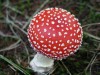 В Крыму снова начались отравления грибами