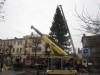 В центре столицы Крыма устанавливают огромную елку из России (видео)
