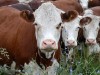 Крыму сразу в шесть раз сократили финансирование на животноводство