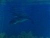 В ялтинский зоопарк привезли дельфина, выбросившегося на берег (фото)