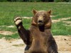 Парк медведей в Крыму по-прежнему планируется