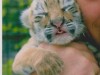 В крымском зоопарке родилось три амурских тигренка
