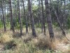 В Симферополе могут снести часть деревьев еще и на Залесской (фото)