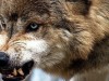 В приморском районе Крыма замечена большая стая волков