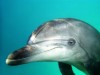 В Крыму пытались наладить бизнес по вылову и продаже дельфинов