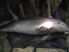 Как в Крыму спасали пойманного браконьерами дельфина (видео)