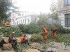 В Симферополе обещают компенсировать вырубку деревьев новыми