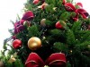В Керчи новогодние елочки продают по 500 рублей за метр