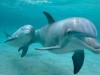 Военные покупают для Крыма особых дельфинов