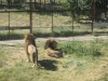 Знаменитые крымские зоопарки не будут открываться из-за проблем с властями