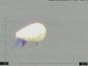 На границе Крыма поднимают аэростат (видео)
