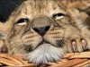 Крымскому зоопарку купили льва на портале объявлений
