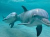 В Крыму вытащили дельфина из сетей
