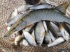 Севастополь планирует экспортировать морепродукты