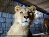 Владивосток купил 4 львов в Крыму