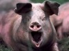 В Крыму снова нашли чуму свиней