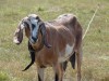 В Крыму занялись разведением необычных коз с приятным молоком