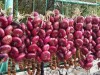 В Крыму вырастили самый сладкий ялтинский лук