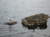 Как отметят День ВМФ в Севастополе