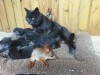 В крымском зоопарке кошка выкармливает бельчат