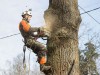 В Симферополе пообещали при ремонте центра спилить не все деревья