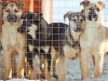 Госдума грозит репрессиями крымским чиновникам за приют для животных