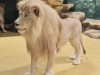 Крымские белые львы перебрались в зоопарк Казани (фото)