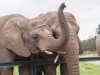 Крымский сафари-парк пополнился слонихами-скандалистками