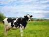 В Крым не пропустили коров с Кубани