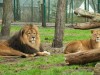 В крымском зоопарке ягуар напал на сотрудника