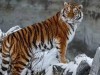 По Крыму может разгуливать амурский тигр