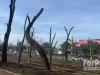 Прокуратура проверит странную обрезку деревьев в Симферополе