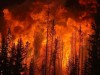 Потушен пожар в крымском заповеднике