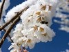 Весенние крымские заморозки напомнили о себе в июне