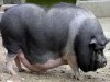 Крымчанин украл соседских вьетнамских свиней на мясо