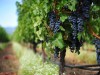 Винзавод в Крыму выставили на продажу за 1,6 миллиарда рублей