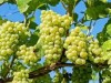 Годовой урожай винограда в Крыму сильно сократится