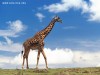 В ялтинском зоопарке представят жирафов: АУДИО