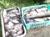 В Керчи рыбу продают с нарушениями 