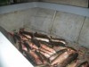  В Керченском проливе  поймали  браконьеров
