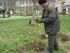 В Керчи высаживают липы