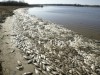 На Азовском море массовый мор рыбы