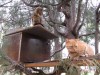 В Керчи бездомные животные ютятся во дворах