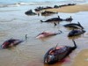 Россия будет разбираться, почему в Черном море гибнут дельфины