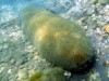 Возле Феодосии в море нашли донную мину
