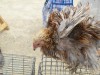 В Феодосии проходит выставка птиц (видео)
