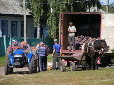 В села Черниговской области приезжают фуры с востока Украины и забирают картошку, по мнению крестьян, за бесценок - по гривне за килограмм